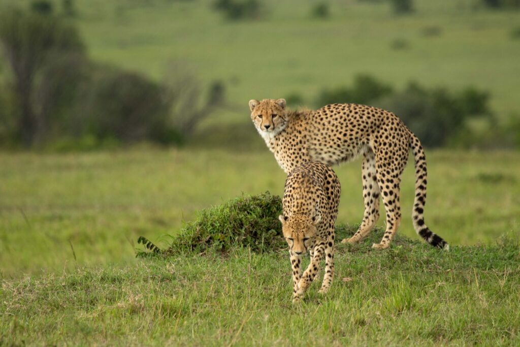 How Much Does a Kenya Safari Cost in 2026? 9 kenya safari animals