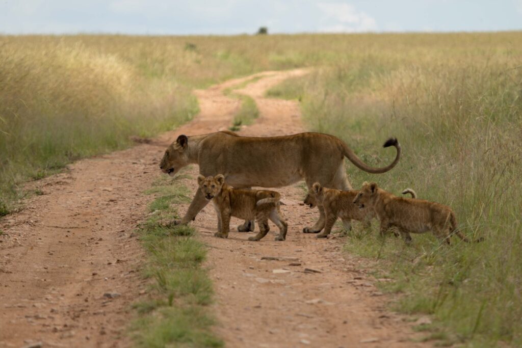 lions in nairobi national park