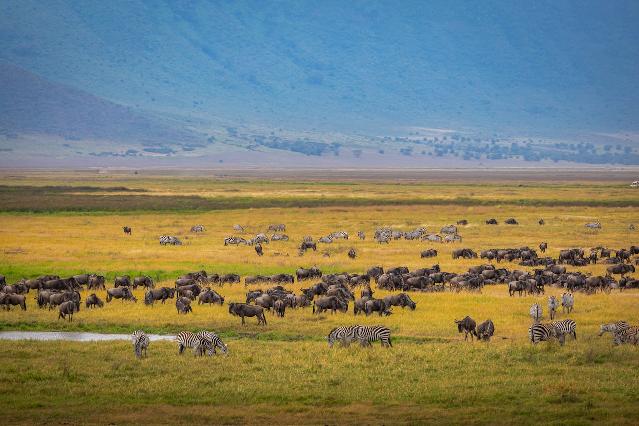 migration safari masai mara