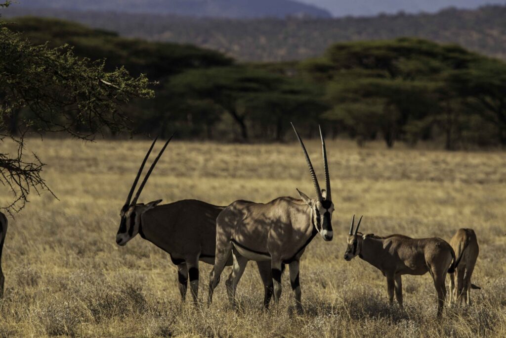 oryx in samburu