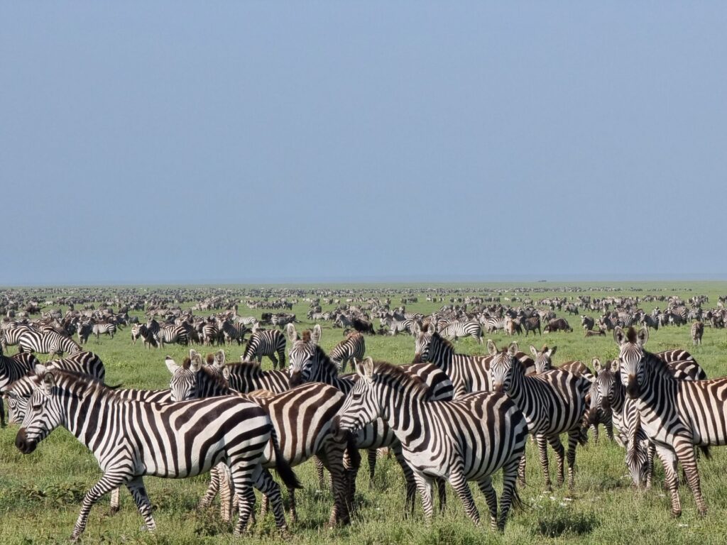 zebras and wildebeests masai mara