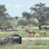 book a kenya safari