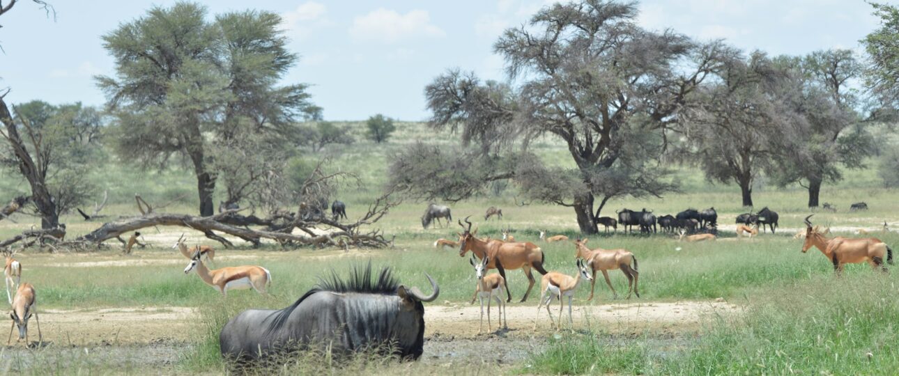 book a kenya safari