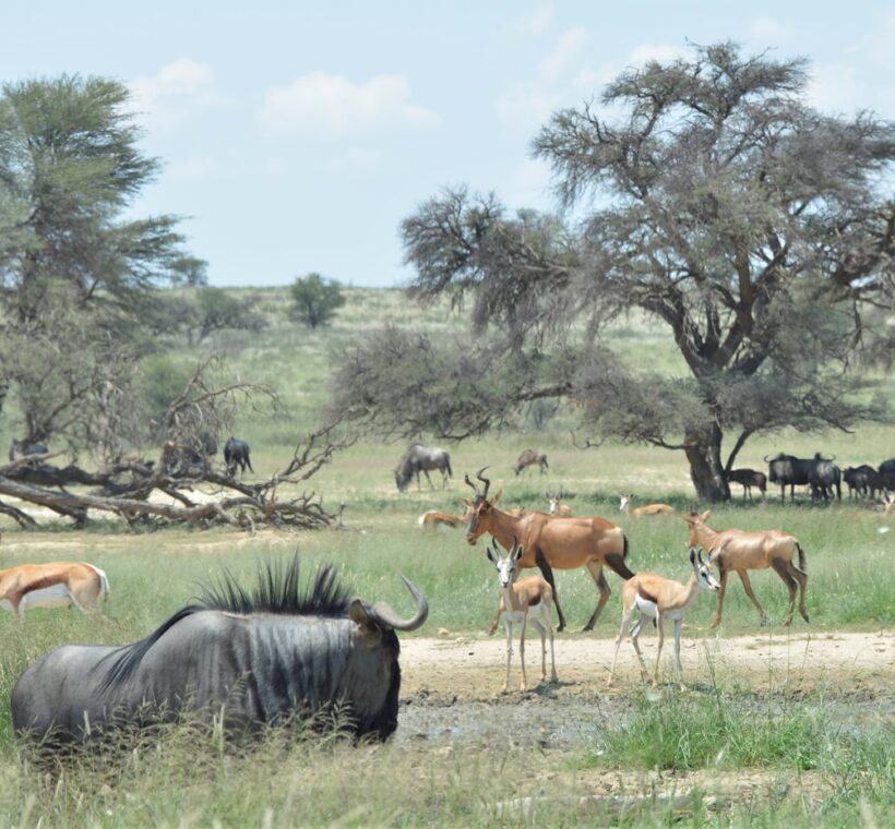 10 Reasons to Book a Kenya Safari This Year 2 book a kenya safari