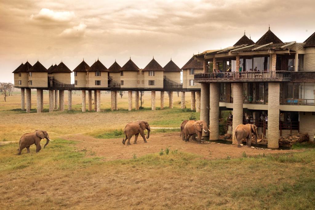 10 Reasons to Book a Kenya Safari This Year 5 Salt Lick Safari Lodge