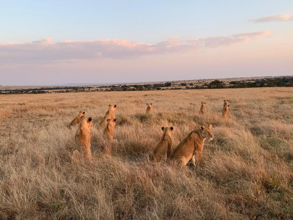10 Reasons to Book a Kenya Safari This Year 9 olare motorogi conservancy