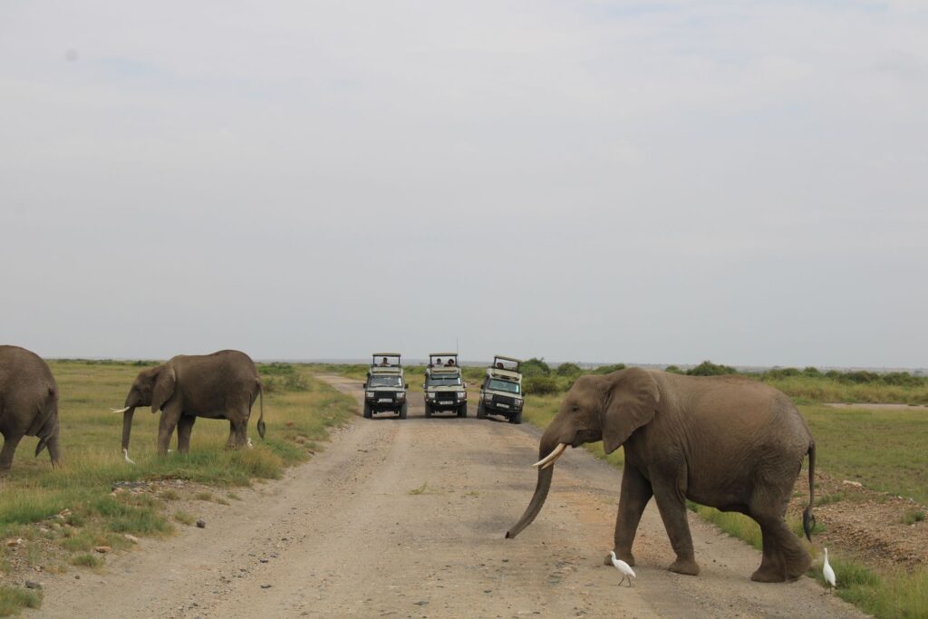 Kenya Safari Packing List: Complete Guide 3 safari in kenya africa