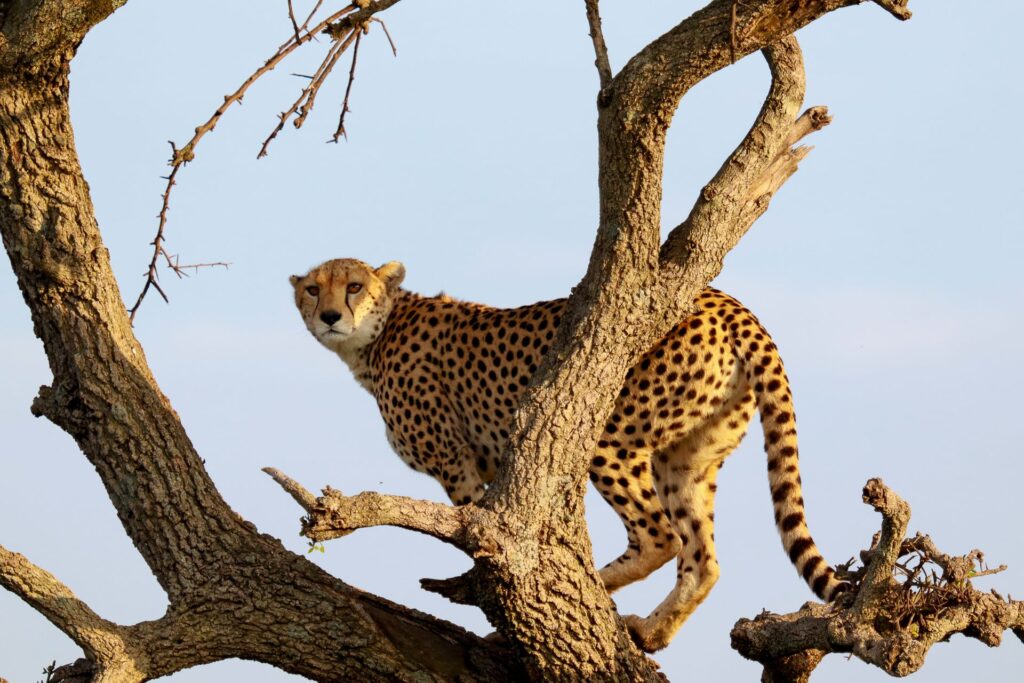 10 Best Things to Do in Masai Mara 5 best masai mara activities