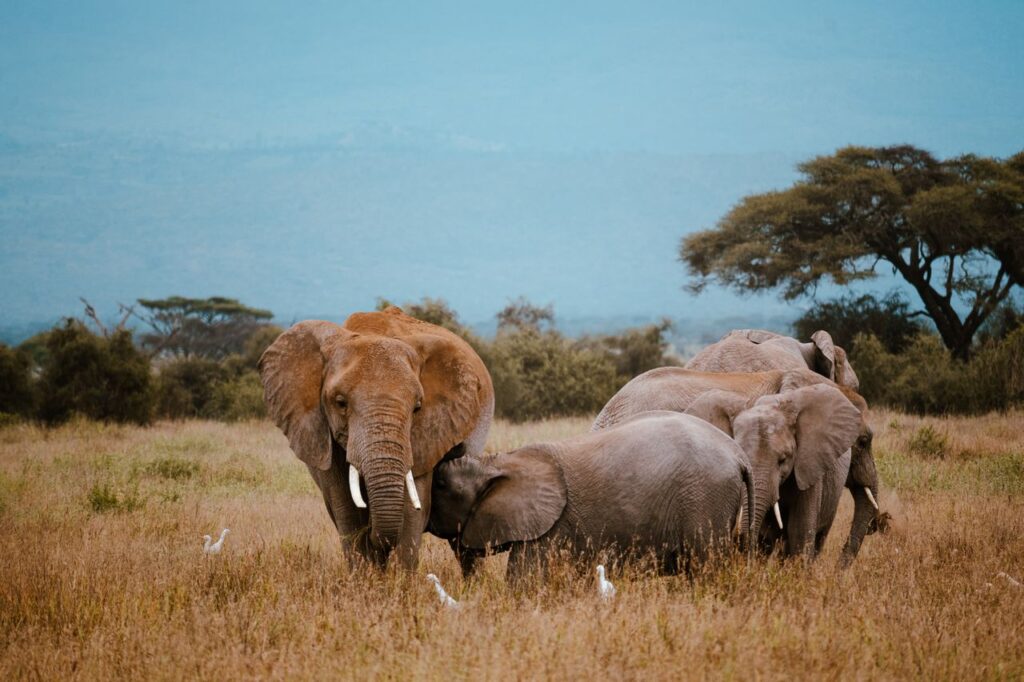 10 Best Things to Do in Masai Mara 7 elephants in masai mara kenya