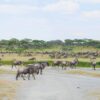 masai mara activities