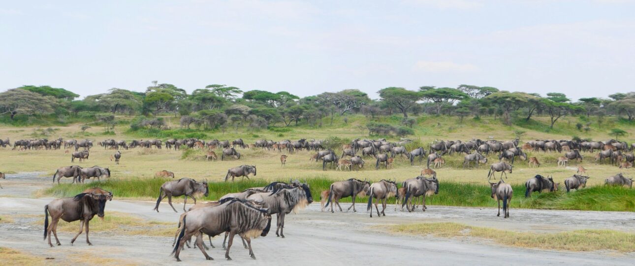 masai mara activities