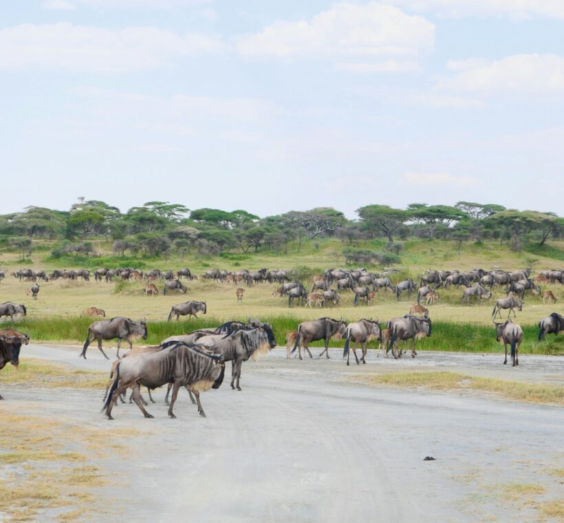 10 Best Things to Do in Masai Mara 1 masai mara activities