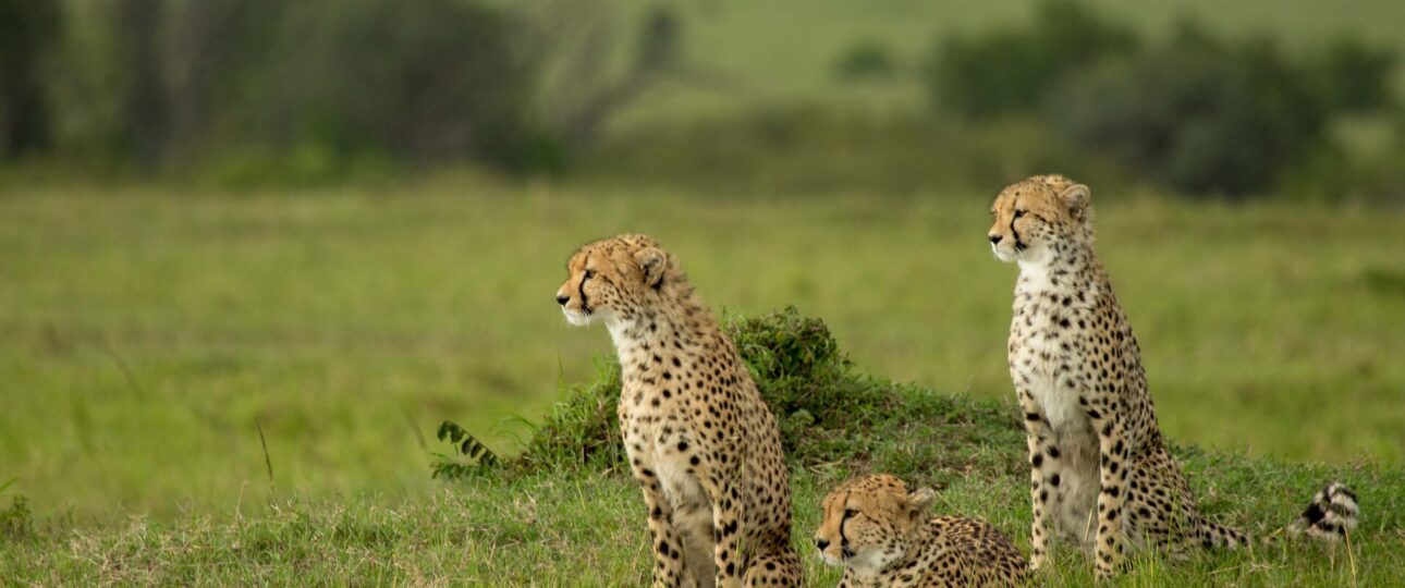 Kenya Safari Photography: Tips for Capturing Wildlife 4 Kenya Safari Photography