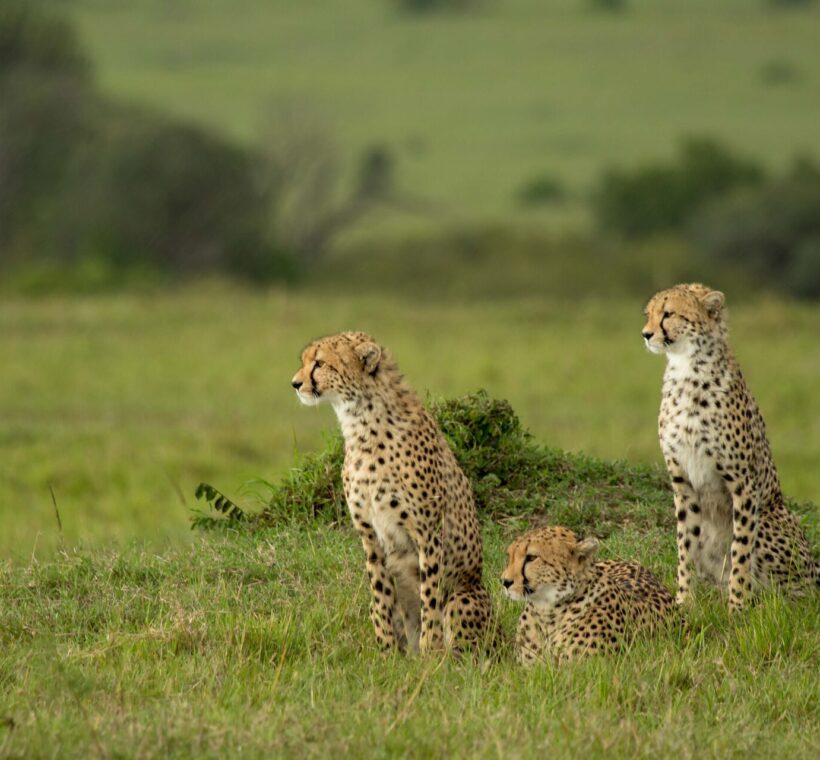 Kenya Safari Photography