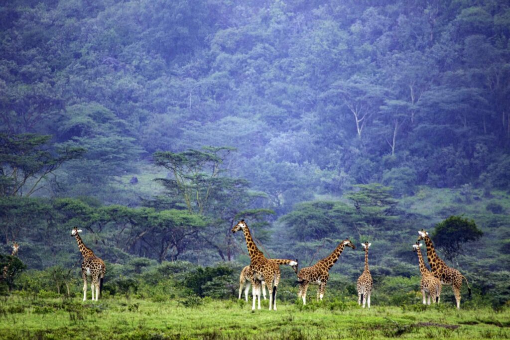 Rothschild's giraffe in Kenya