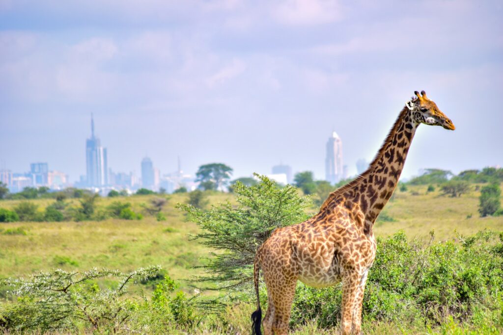 best kenya safari guide
