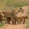 big cats destinations in Kenya