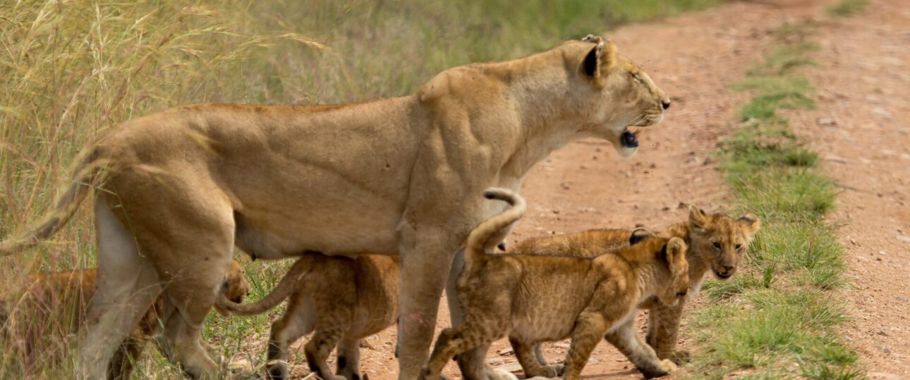 6 Best Big Cats Destinations in Kenya 1 big cats destinations in Kenya