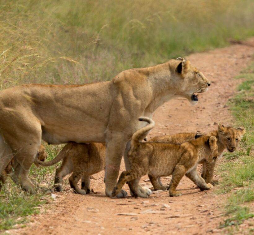 6 Best Big Cats Destinations in Kenya 1 big cats destinations in Kenya