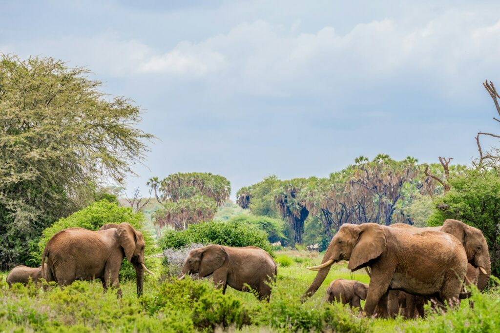 elephants in kenya