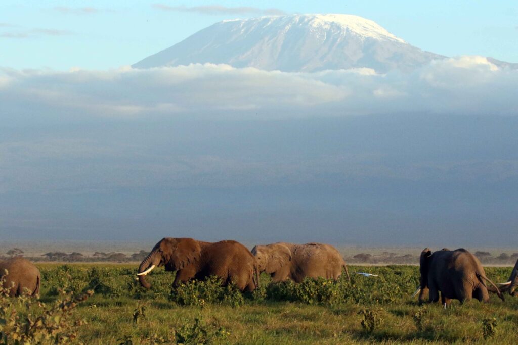 elephants in kilimanjaro