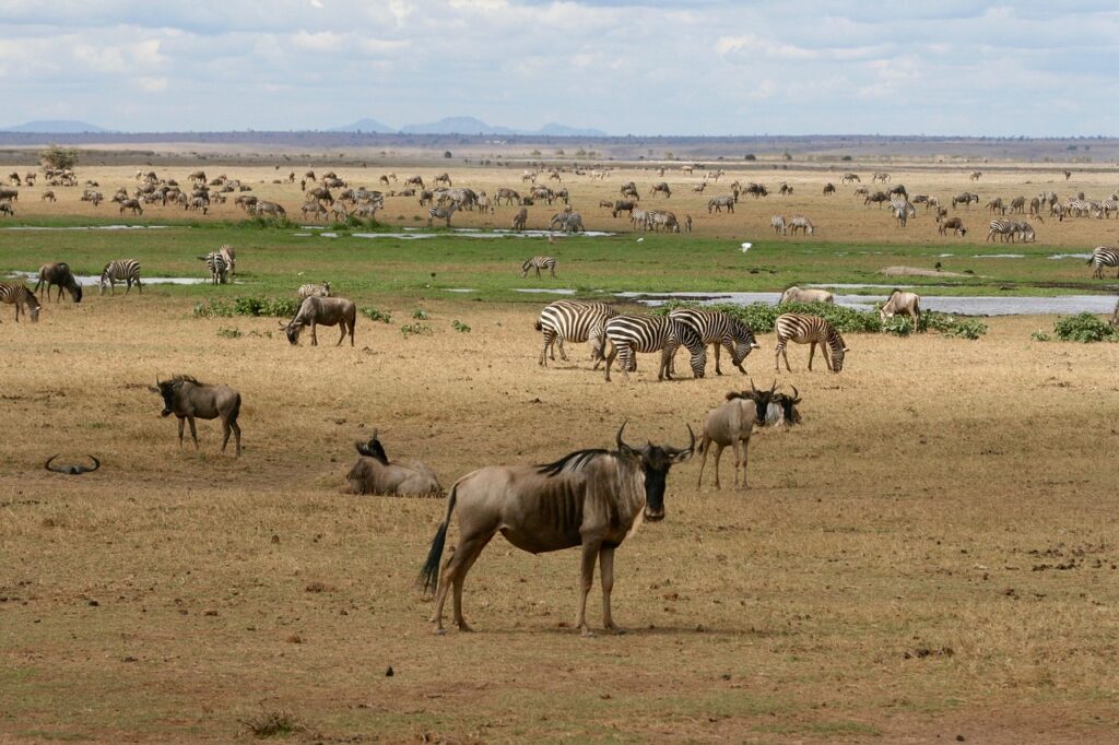 Kenya Safari for First-Time Visitors 2 first-time safari in kenya