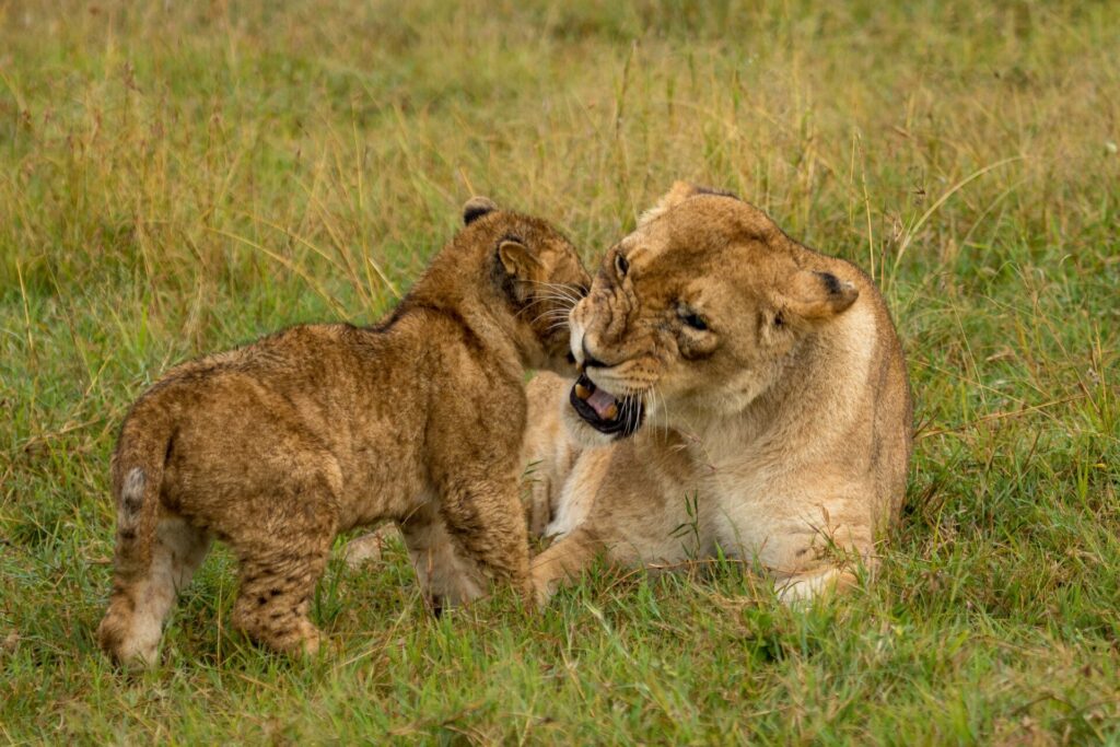 Kenya Safari Photography: Tips for Capturing Wildlife 1 kenya safari destinations for wildlife