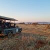 kenya safari vs south africa safari