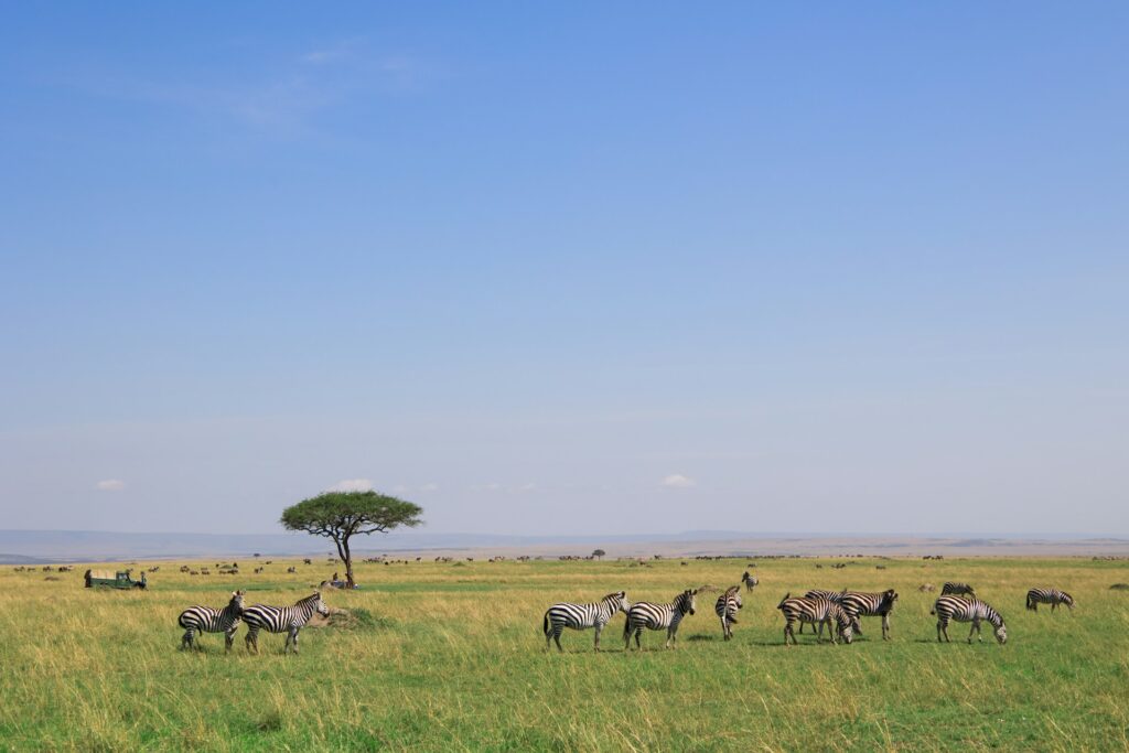 safari in kenya guide