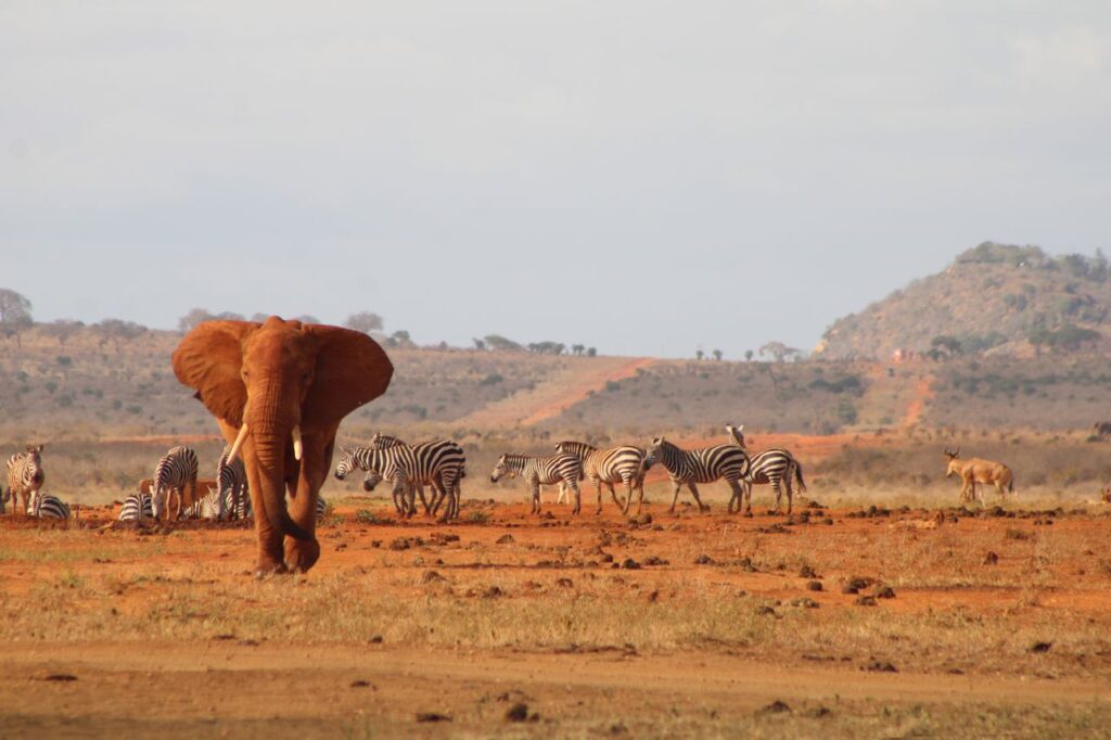 10 Best Places to Visit on a Kenya Safari 1 safari packages kenya