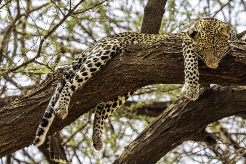 Kenya Safari Photography: Tips for Capturing Wildlife 3 samburu Leopard