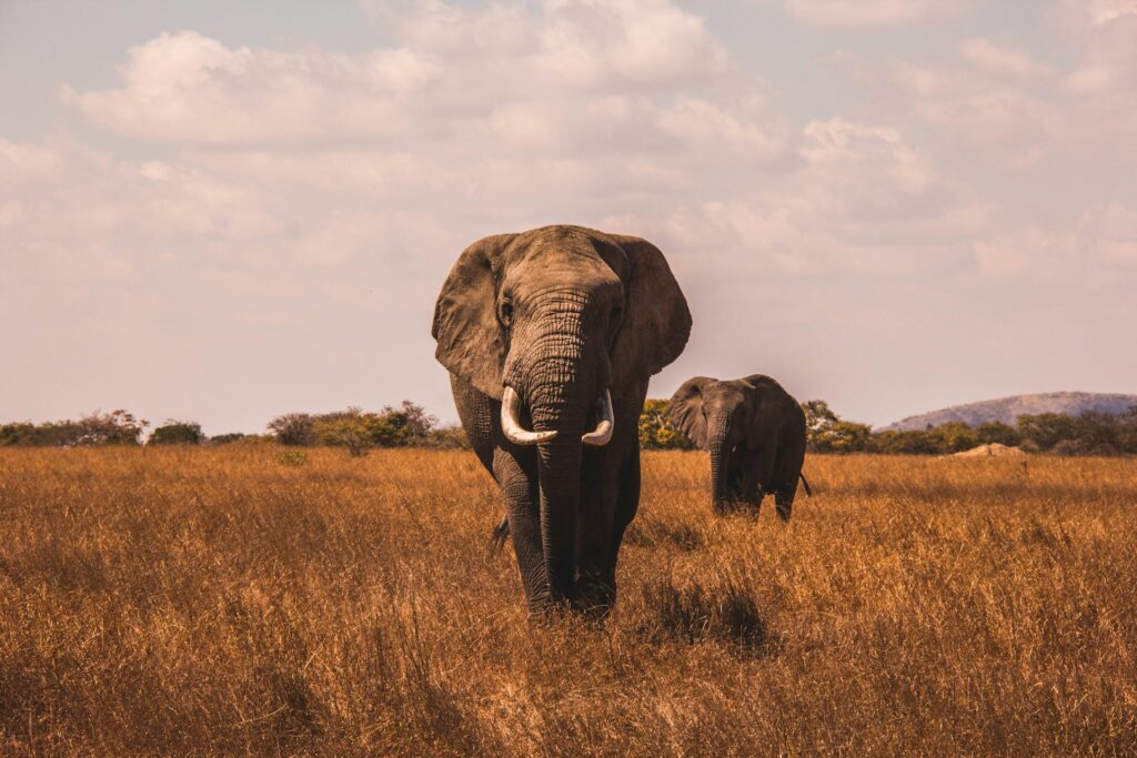 wildlife safari