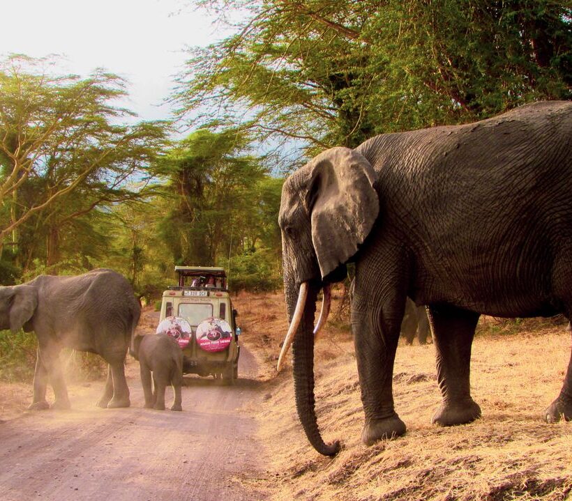 The Big Five Kenya Safari: Where & When to See Them 1 Big Five Kenya Safari