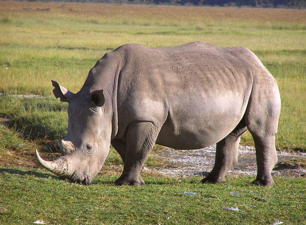 White rhinoceros grazing in Lake Nakuru National Park