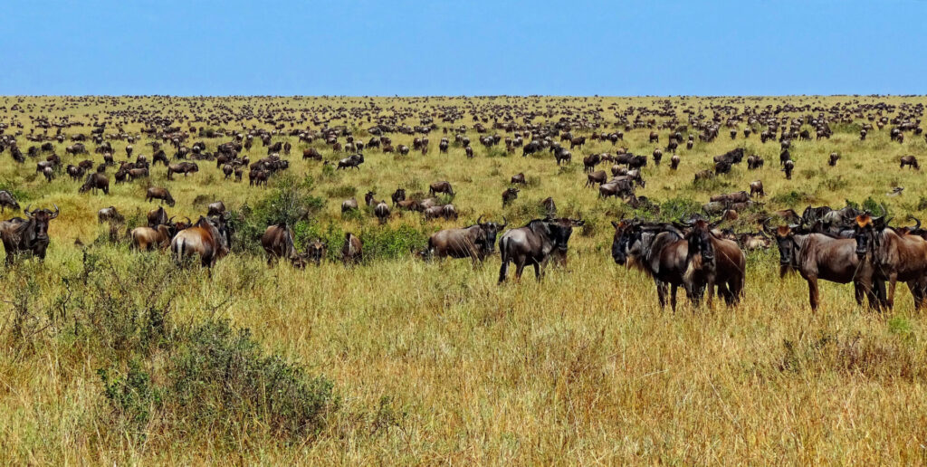 Wildebeest moving across the Maasai Mara during migration season