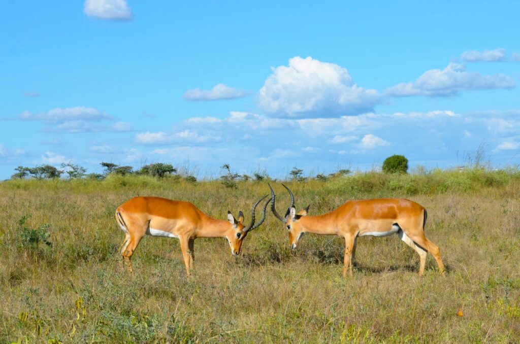 Nairobi National Park Itinerary: 1-Day Safari in the City 1 animals in nairobi national park