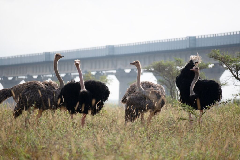 Nairobi National Park Itinerary: 1-Day Safari in the City 3 birds on a safari in nairobi