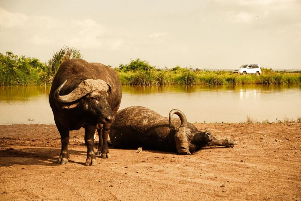 Nairobi National Park Itinerary: 1-Day Safari in the City 2 buffallo nairobi park