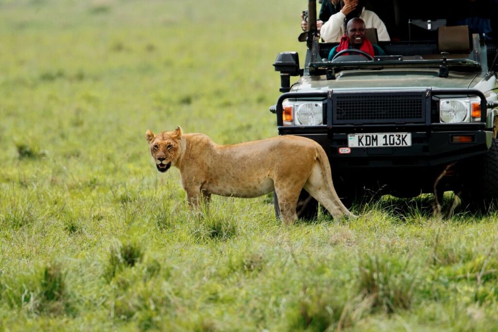 safari in kenya big five