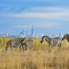 zebras in nairobi national park