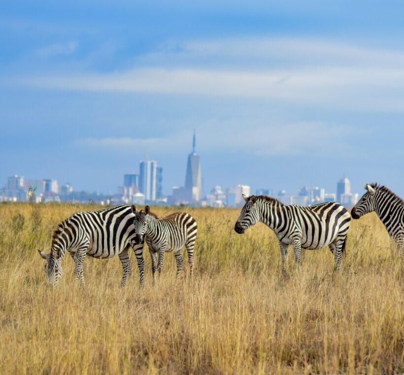 zebras in nairobi national park